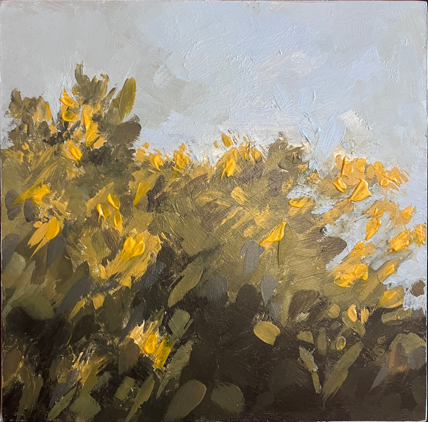 Study for Gorse, 2025