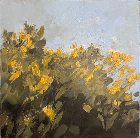 Study for Gorse, 2025